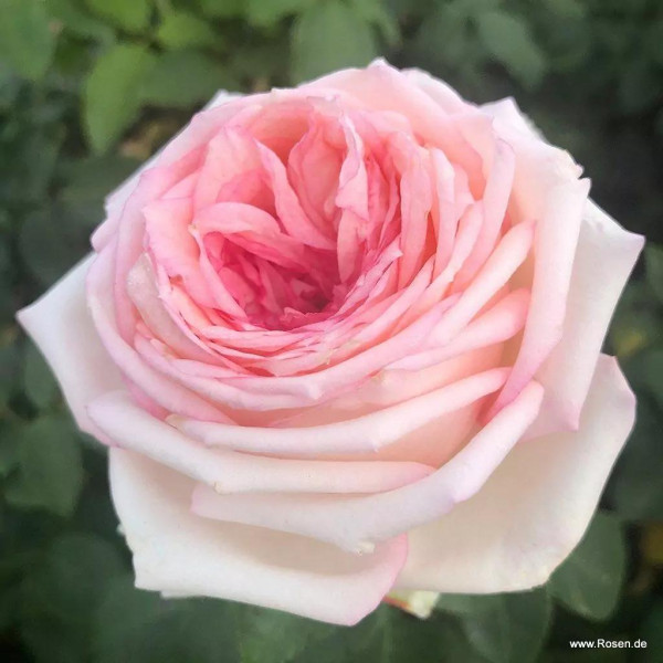 MAINE ROSE®